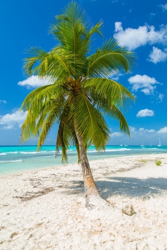Tropisk Palm Tree