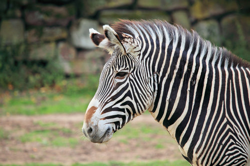 Profile portrait of zebra