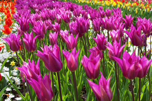 Champ de tulipes pourpres