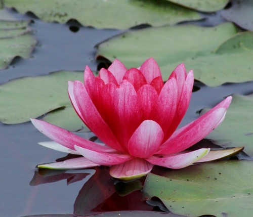 Lotus flower in water