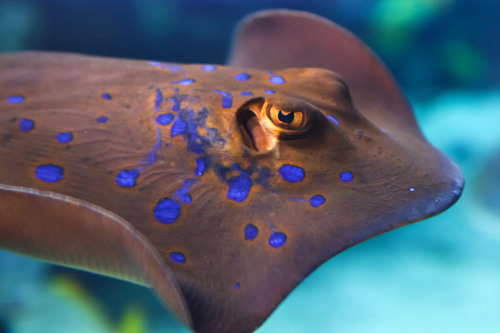 Spotted nuoto stingray nell