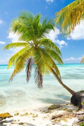 Caribbean landscape