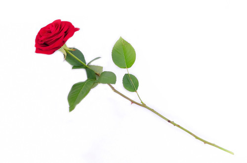 Red rose isolated