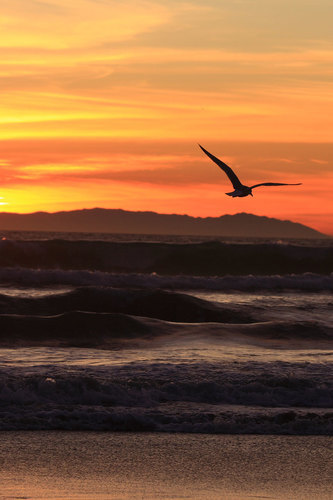 Sunset on the beach with the seagull