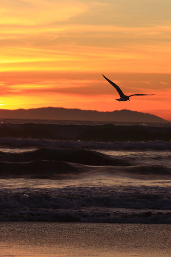 Coucher du soleil sur la plage avec la mouette