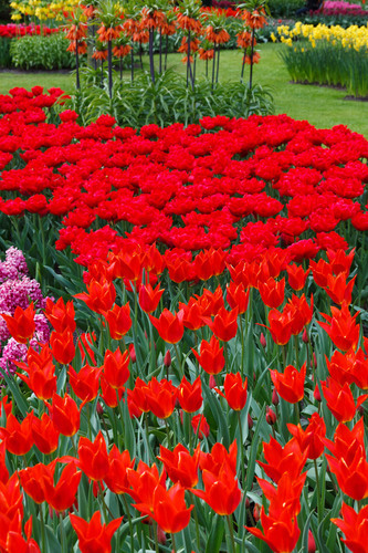 Červené tulipány v parku