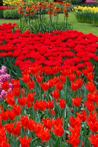 Red tulips in park