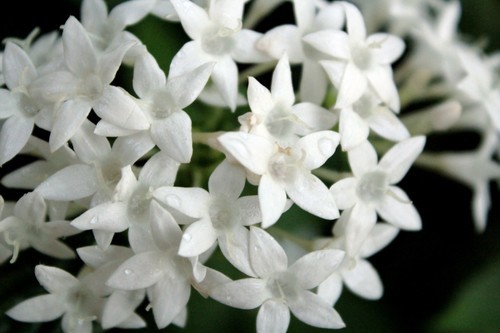 Bílá jarní květiny