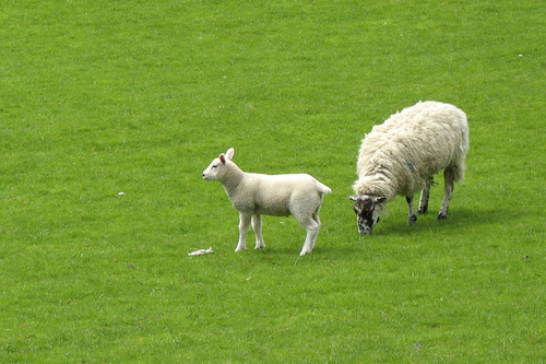 Oveja y el cordero en Prado de primavera