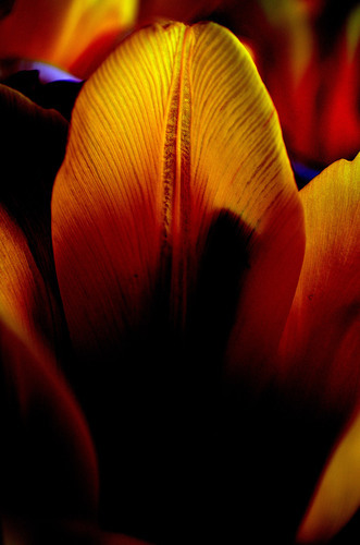 Foto de macro centro tulipa
