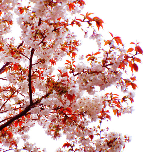 Flor de árbol de primavera
