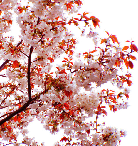 Spring tree blossom