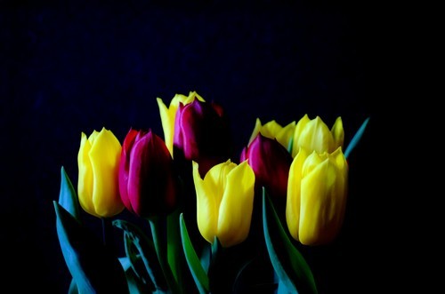 Тюльпаны на черном фоне