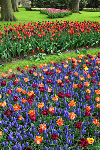Parc floral avec tulipes