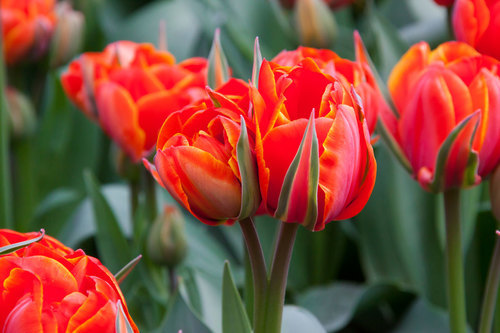 Beautiful tulip flowers
