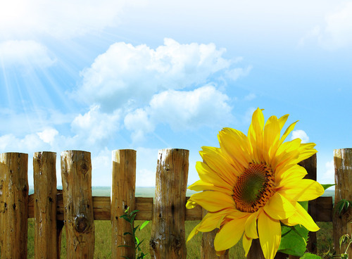 Sunflower and wooden fence