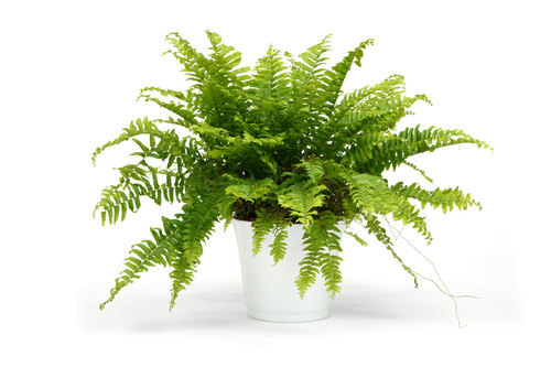 Potted nephrolepis plant