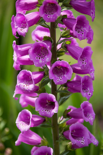 Digitalis Purpurea