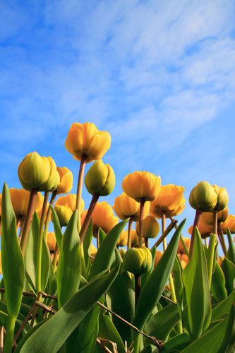 Cielo y tulipanes amarillos