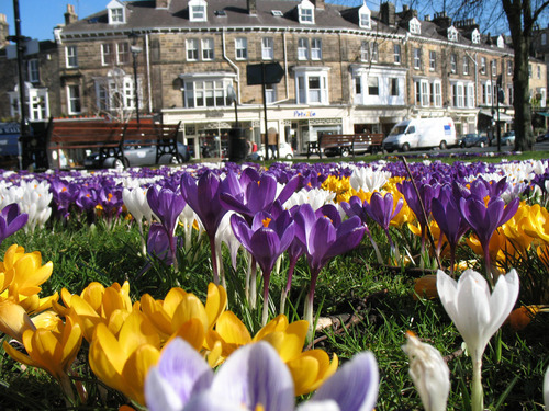 Colorful crocuses in park