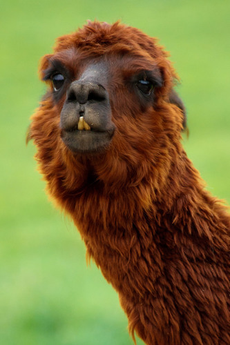 Portrait of brown llama