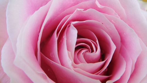 Foto macro de rosa rosa