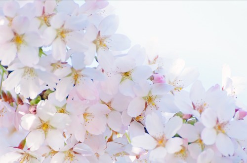 Дерево цвести Макро фото
