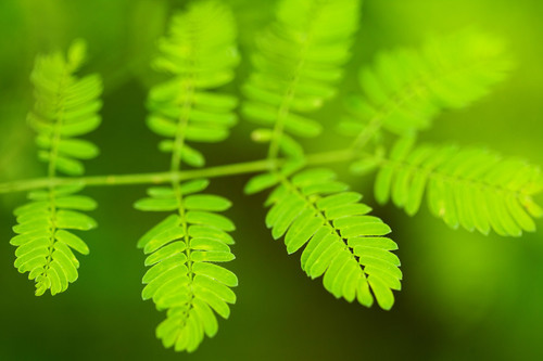 Feuilles vertes sur la branche