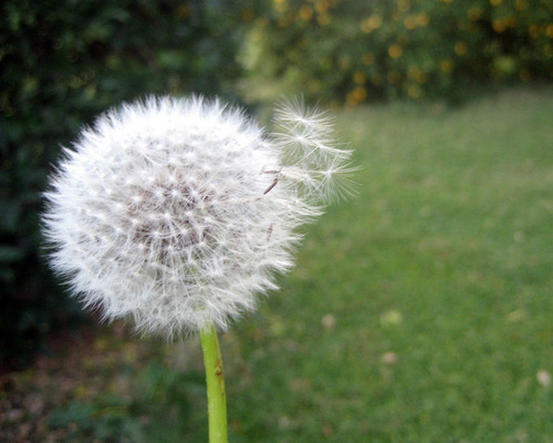 White blowball with seeds