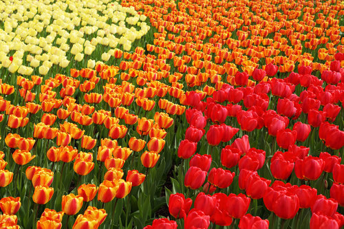 Floraison des tulipes au printemps