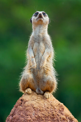 Single meerkat standing on the rock