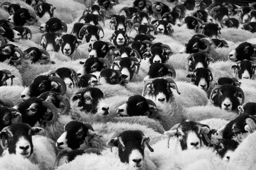Imagen del rebaño de ovejas