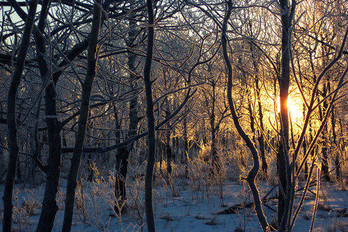 Winter sunrise in a forest