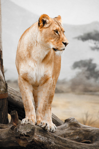 Vrouwelijke Leeuw in savanne.
