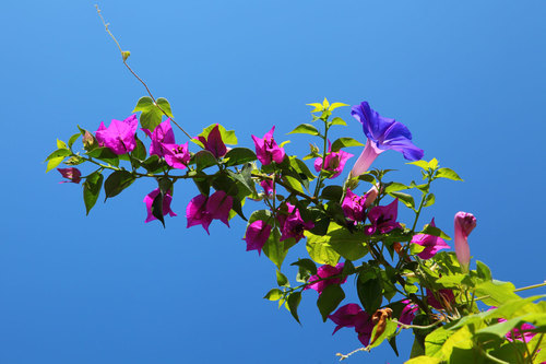 Flores de buganvillas en el jardín