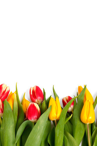 Flores de tulipán aislados
