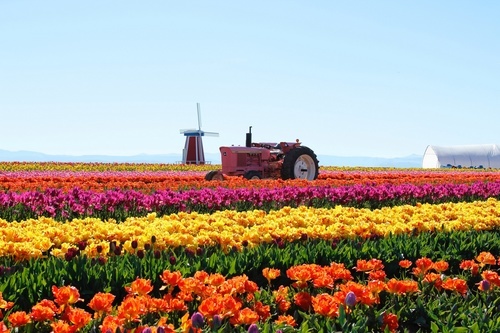 Azienda agricola del tulipano