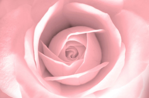 Photo macro rose doux