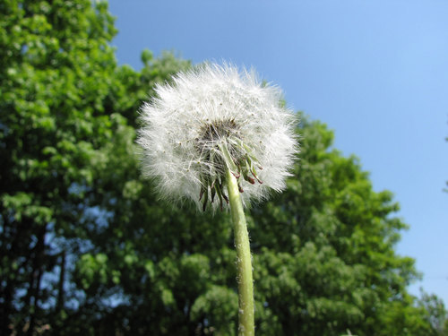 Blanco, diente de León en la naturaleza