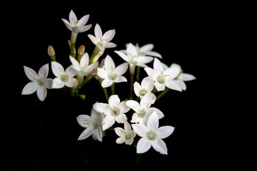 Fleurs blanches, isolées sur fond noir