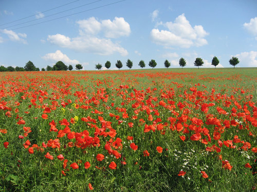 Poppy Field