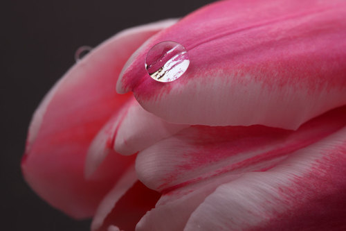 Фотообои Капли на цветке ромашки, aртикул: 3678