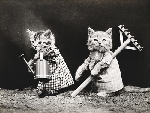 Vintage foto van gekleed katten