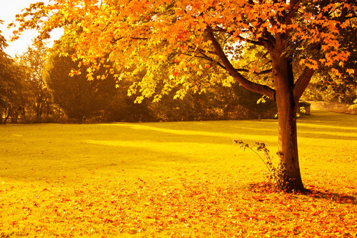Árvore de outono
