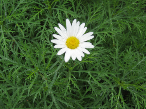 White daisy in greenery