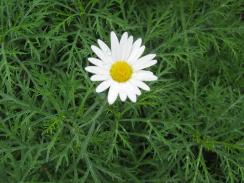 Marguerite blanche dans la verdure