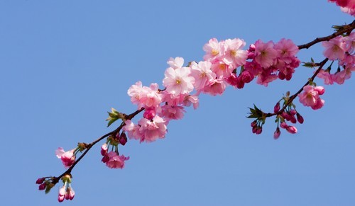 Tree blossom against blue sky