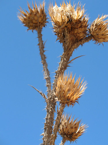 Dried thistle