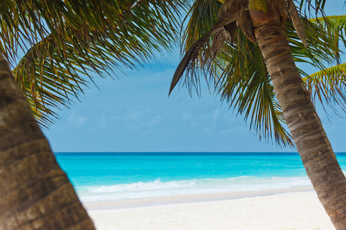 Palmbomen en strand