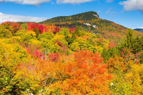 L’automne dans la forêt